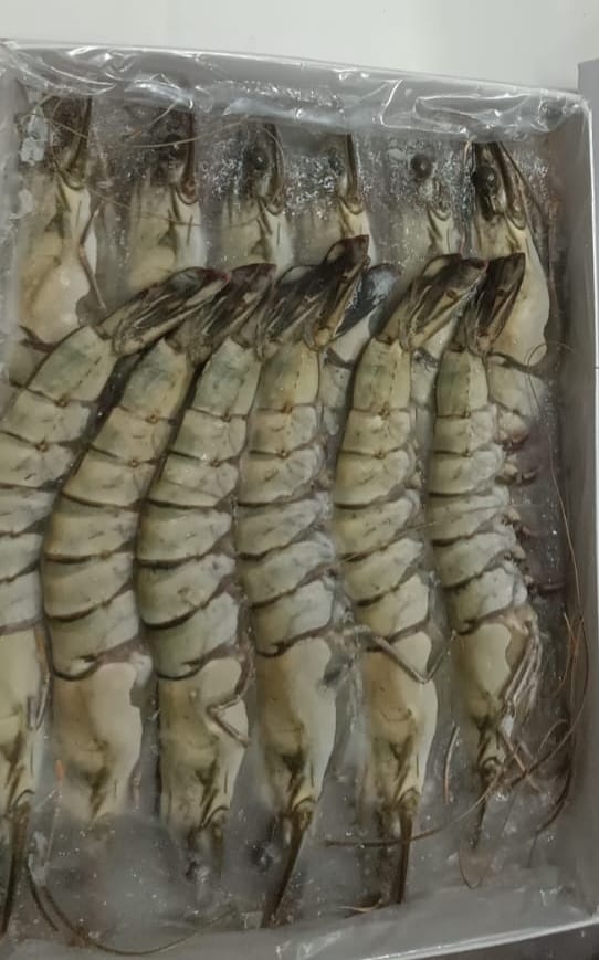 8/12 Jumbo Karides (Black Tiger)