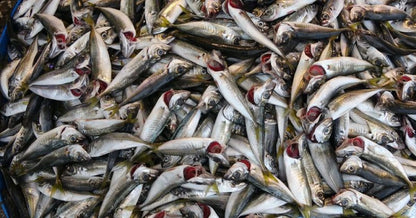 🐟 İstavrit – Taptaze, Lezzetli ve Her Sofraya Uygun! 🐟