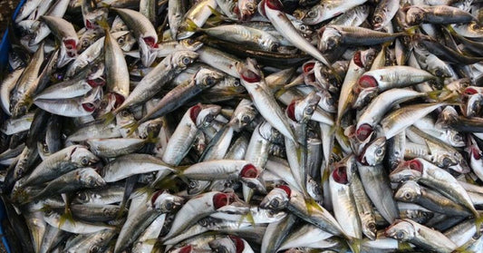 🐟 İstavrit – Taptaze, Lezzetli ve Her Sofraya Uygun! 🐟