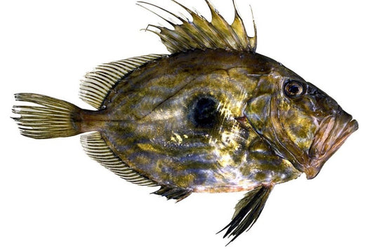 🎣 Dülger Balığı – Lezzetin Asil Hali! | Taptaze & Özel Üretim 🎣