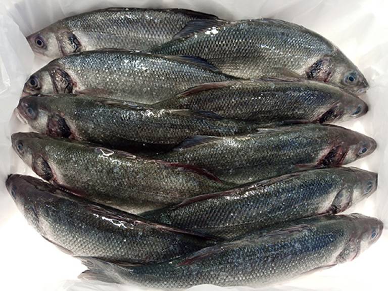 🐟 Levrek – 400/600 gr | 5 KG Kasada – Kalın Etli, Porsiyonluk Lezzet! 🐟