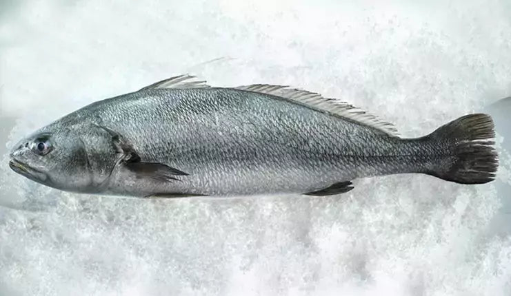 🐟 Granyöz Balığı – Ege’nin Güçlü ve Lezzetli Yüzü! 🐟