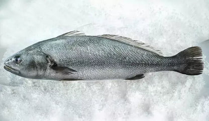 🐟 Granyöz Balığı – Ege’nin Güçlü ve Lezzetli Yüzü! 🐟