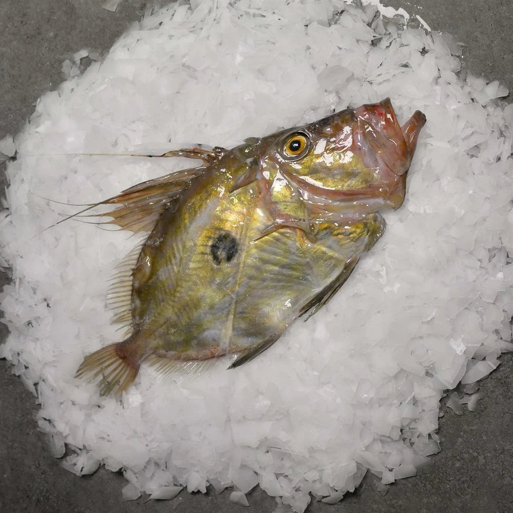 🎣 Dülger Balığı – Lezzetin Asil Hali! | Taptaze & Özel Üretim 🎣