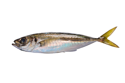 🐟 İstavrit – Taptaze, Lezzetli ve Her Sofraya Uygun! 🐟