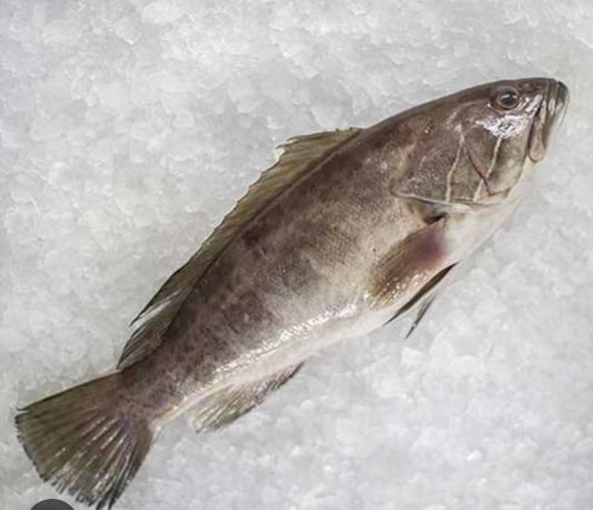 Lagos Balığı (1 – 3 kg) – Denizlerin Asaleti Sofranızda!