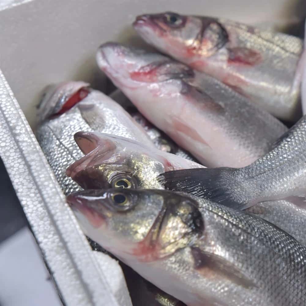 🐟 Levrek – 400/600 gr | 5 KG Kasada – Kalın Etli, Porsiyonluk Lezzet! 🐟