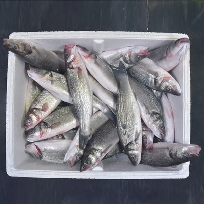 🐟 Levrek – 300/400 gr | 5 KG Kasada – Taze, Kaliteli ve Ekonomik! 🐟