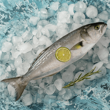 🐟 Lüfer Balığı | 300–350 gr – Boğaz’ın En Lezzetli Hali! 🐟