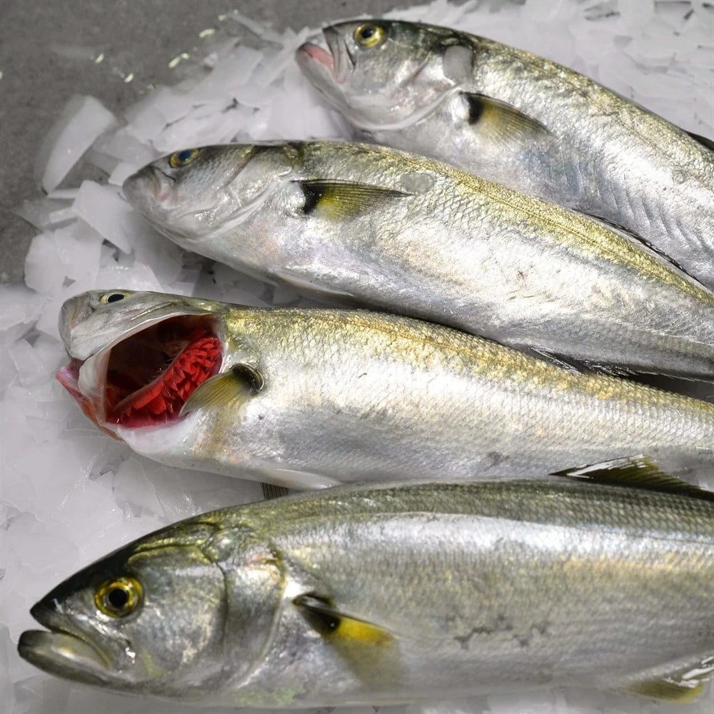 🐟 Lüfer Balığı | 300–350 gr – Boğaz’ın En Lezzetli Hali! 🐟