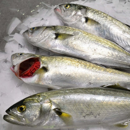 🐟 Lüfer Balığı | 300–350 gr – Boğaz’ın En Lezzetli Hali! 🐟