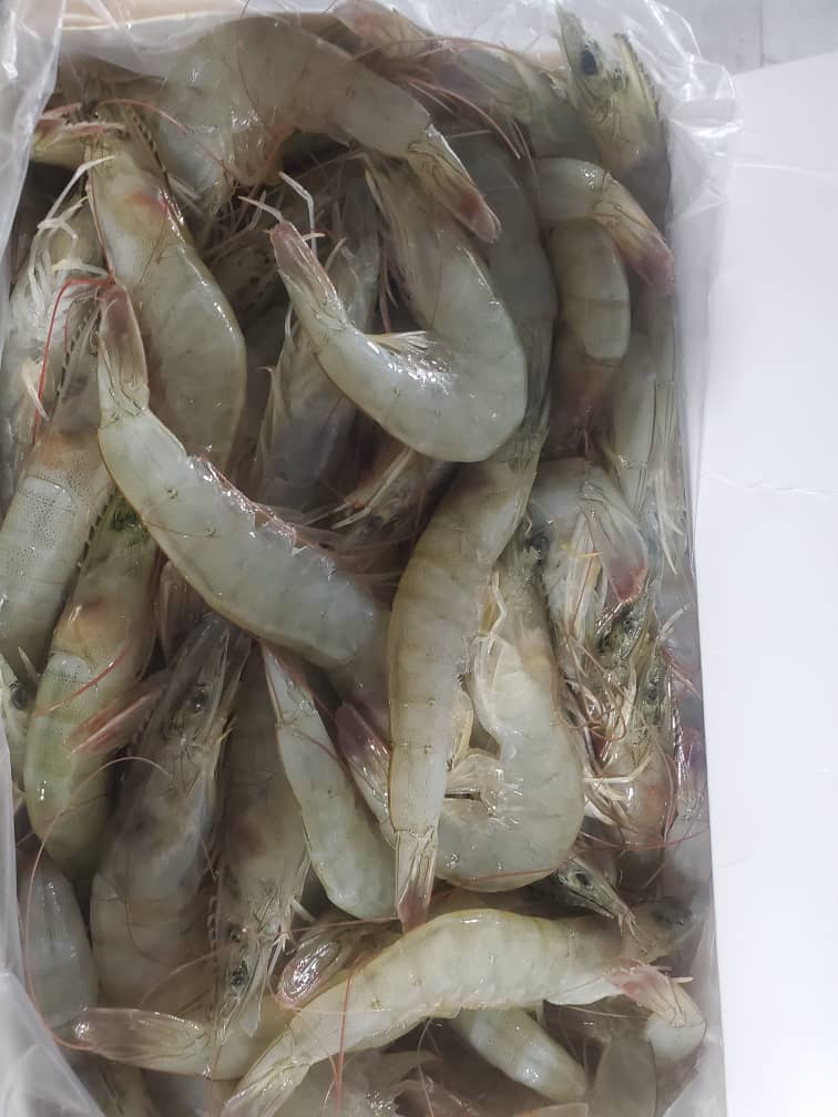 Taptaze Jumbo Karides ile Denizden Sofranıza Lezzet Akıyor!