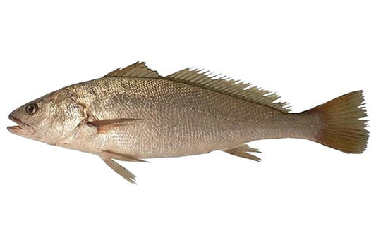 🐟 Granyöz Balığı – Ege’nin Güçlü ve Lezzetli Yüzü! 🐟